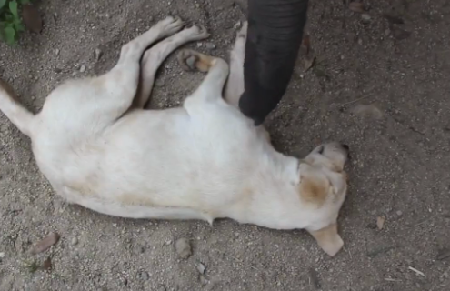 Un bebé elefante intentando despertar a un perro dormido