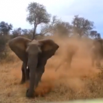 Un elefante embiste a un coche en el Parque Nacional Kruge de Sudáfrica