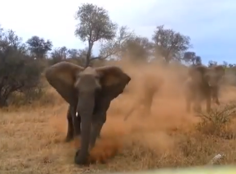 Un elefante embiste a un coche en el Parque Nacional Kruge de Sudáfrica