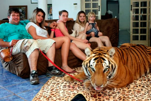 Una familia brasileña vive con 7 tigres