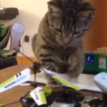 Un helicóptero RC, el peor enemigo de este gato