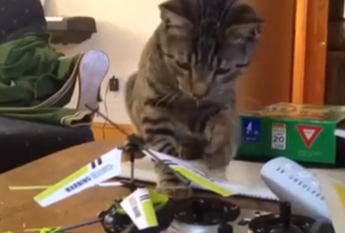 Un helicóptero RC, el peor enemigo de este gato