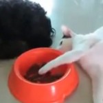 Gato maestro robándole comida al perro