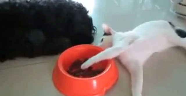 Gato maestro robándole comida al perro