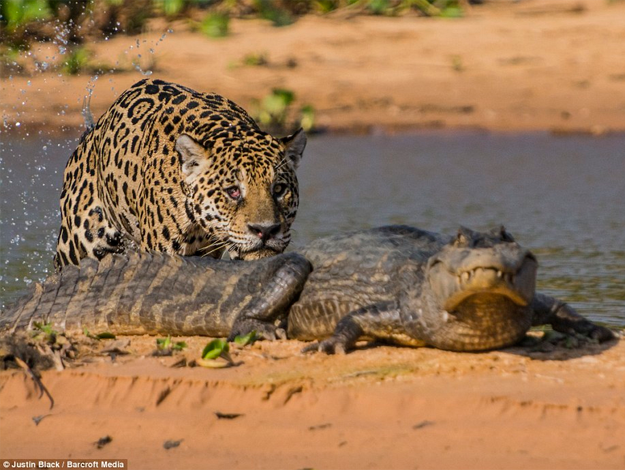 Jaguar cazando caimán