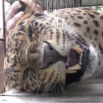 Los leopardos también ronronean cómo los gatos para que les rasquen