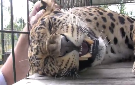 Los leopardos también ronronean cómo los gatos para que les rasquen