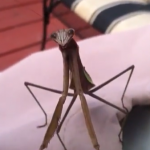 Nunca te burles de una mantis religiosa