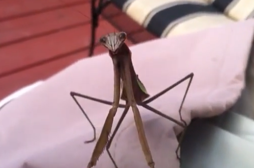 Nunca te burles de una mantis religiosa