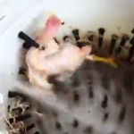 Cómo desplumar un pollo en 14 segundos