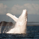 Nueva aparición de Migaloo, la ballena blanca. Ha sido vista de nuevo en Australia, pero esta vez un poco más al sur...
