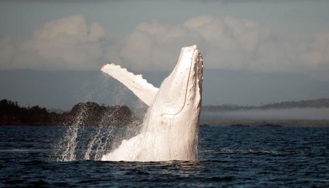 Nueva aparición de Migaloo, la ballena blanca. Ha sido vista de nuevo en Australia, pero esta vez un poco más al sur...