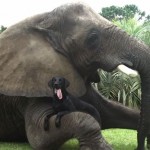 Un perro y un elefante se convierten en grandes amigos