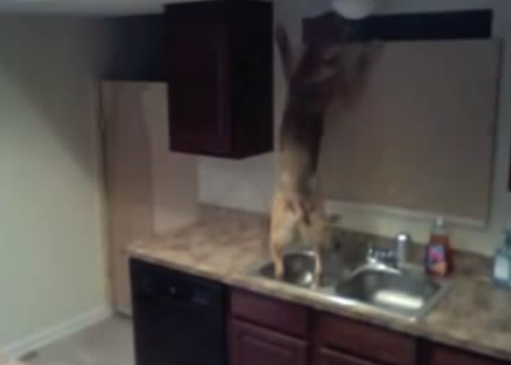 He tenido que poner una cámara en la cocina para ver como diablos se escapa mi perro