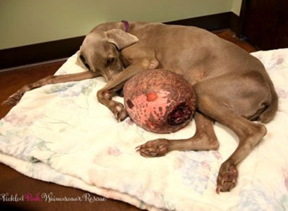 Operan con éxito de un tumor del tamaño de una sandía a un perro que fue abandonado