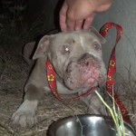 El rescate de Cadence, un pit bull que fue brutalmente maltratado