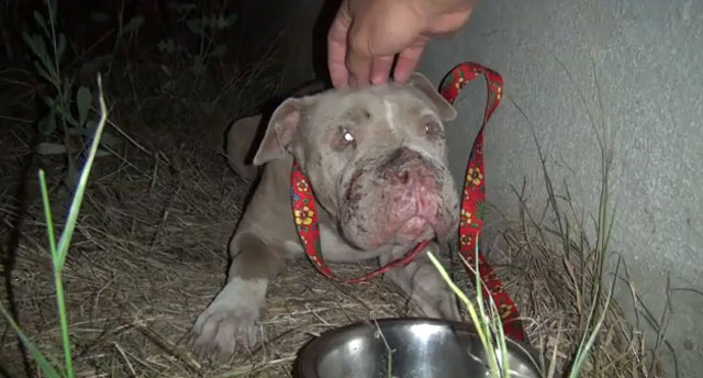 El rescate de Cadence, un pit bull que fue brutalmente maltratado