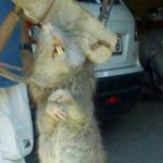 Vecinos de Almassora piden que se tomen medidas contra las 'ratas gigantes'