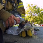 El rescate de un gato por parte de los bomberos visto en primera persona