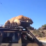 Un tigre se duerme encima del coche