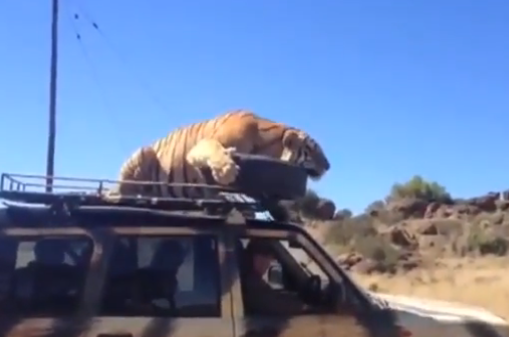 Un tigre se duerme encima del coche