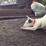 La primera vez que un cachorro de bull terrier ve un cangrejo