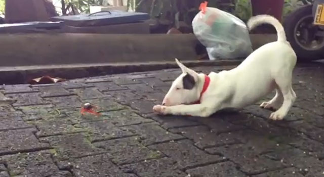 La primera vez que un cachorro de bull terrier ve un cangrejo