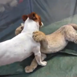 Grandes amigos: Un cachorro de león blanco y un perro