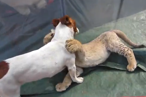 Grandes amigos: Un cachorro de león blanco y un perro