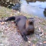 Una cría de nutria se acerca a los humanos y empieza a jugar como un perro