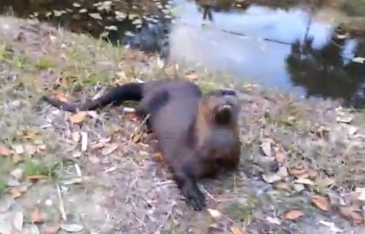 Una cría de nutria se acerca a los humanos y empieza a jugar como un perro