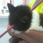 Un gato sobrevive después de que una flecha le atravesara la cabeza