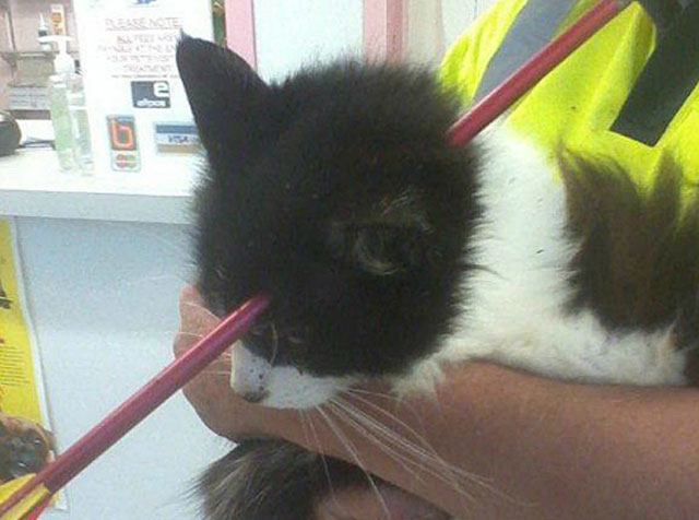 Un gato sobrevive después de que una flecha le atravesara la cabeza