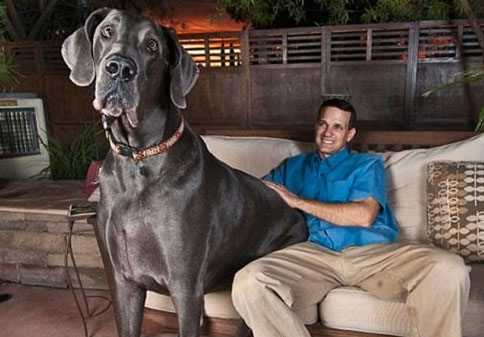Muere George, el perro más grande del mundo