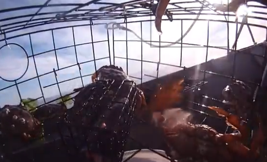 GoPro en una trampa para cangrejos
