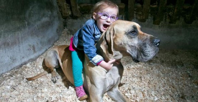 Un gran danés detecta los ataques epilépticos de una niña de tres años 20 minutos antes de que se produzcan