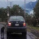 Un hombre pasea a su perro desde el coche y lo acaba atropellando