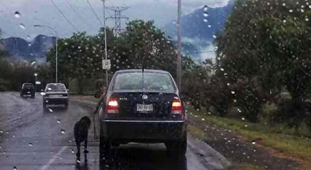 Un hombre pasea a su perro desde el coche y lo acaba atropellando
