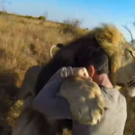 Abrazo a unos leones visto desde una cámara GoPro