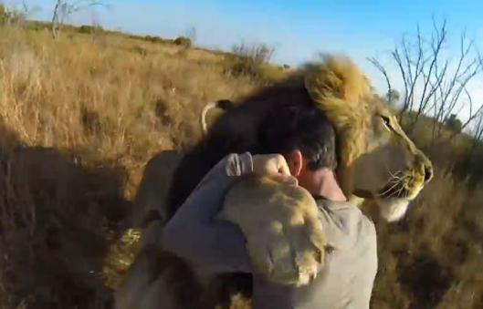 Abrazo a unos leones visto desde una cámara GoPro