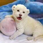 Un cachorro de león blanco aprendiendo a rugir