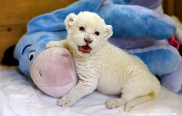 Un cachorro de león blanco aprendiendo a rugir