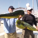 El león marino más listo del puerto se lleva una gran presa con muy poco esfuerzo