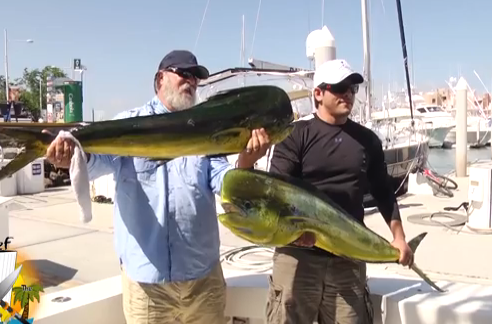 El león marino más listo del puerto se lleva una gran presa con muy poco esfuerzo