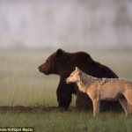 Un fotógrafo capta imágenes de amistad entre un oso y un lobo que comparten la cena durante varias noches