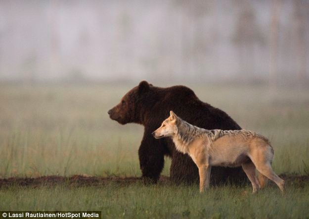 Un fotógrafo capta imágenes de amistad entre un oso y un lobo que comparten la cena durante varias noches