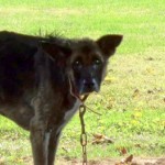 Un perro es rescatado después de permanecer cuatro años atado con una cadena a un árbol