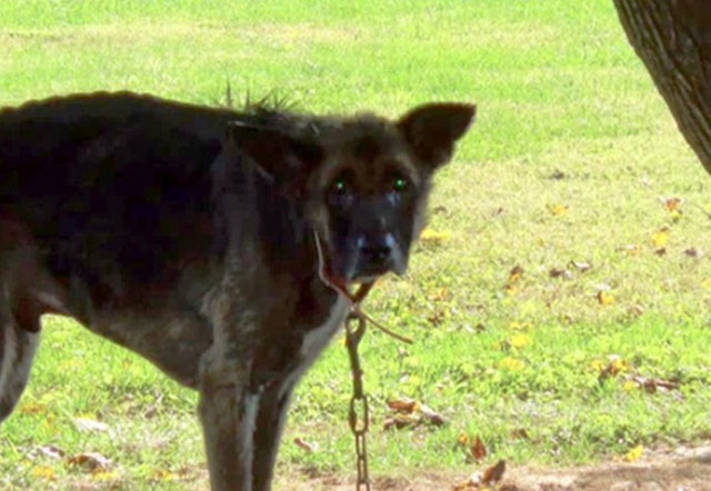 Un perro es rescatado después de permanecer cuatro años atado con una cadena a un árbol