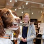 Un perro noruego detecta si los compradores del alcohol son menores de edad
