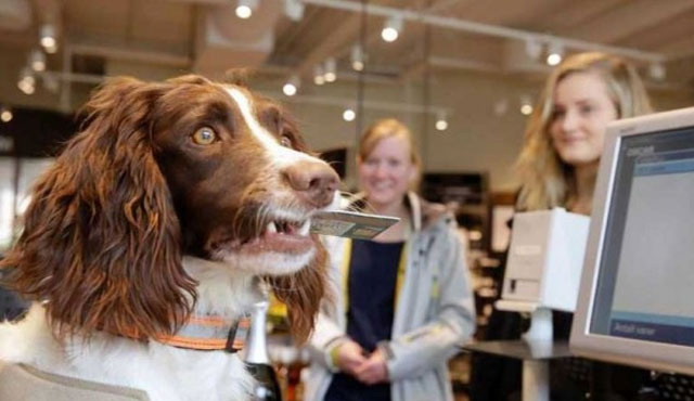 Un perro noruego detecta si los compradores del alcohol son menores de edad